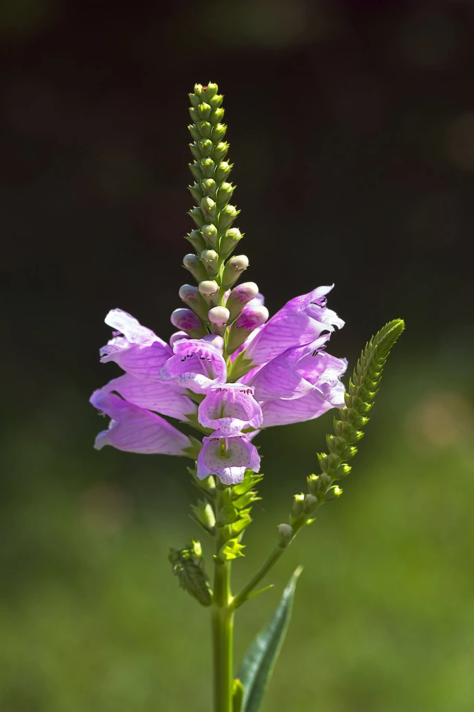 A purple flower in a vase on a table